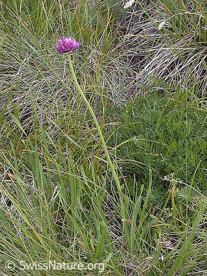 Foto: Berg-Lauch 
Lat.: Allium lusitanicum 
Familie: Liliengewächse