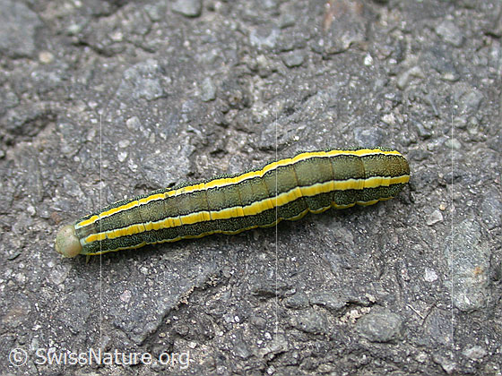 Foto: Raupe der Erbseneule (Ceramica pisi). Die Raupe ist grünlich mit gelben Längsstreifen.
Lat.: Ceramica pisi
Familie: Noctuidae (Eulenfalter)
Unterfamilie: Hadeninae
Gattung: Ceramica