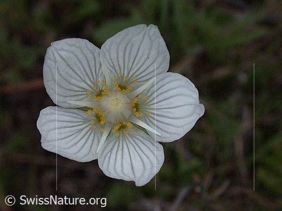 Foto: Sumpf-Herzblatt, Blüte 
Lat.: Parnassia palustris 
Familie: Parnassioideae (Herzblattgewächse)