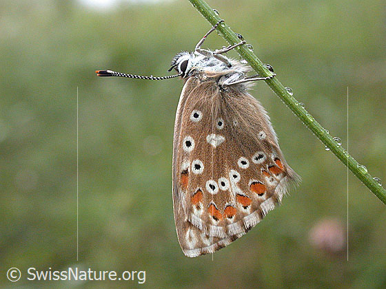 Foto: Himmelblauer Bläuling (Polyommatus bellargus). An Grashalm hängend. Aufnahme enstand bei leichtem Regen. 