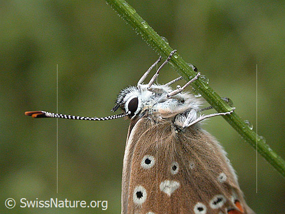 Foto: Himmelblauer Bläuling, an Grashalm hängend. Aufnahme enstand bei leichtem Regen. Nahaufnahme. 
Lat.: Polyommatus bellargus