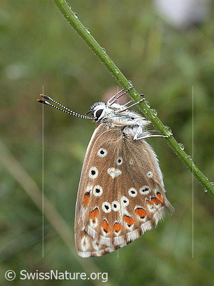Foto: Himmelblauer Bläuling, an Grashalm hängend. Aufnahme enstand bei leichtem Regen.
Lat.: Polyommatus bellargus