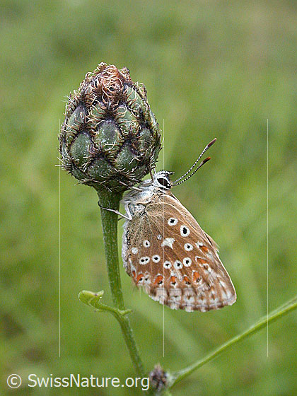 Foto: Himmelblauer Bläuling, unter Knospe hängend. Aufnahme enstand bei leichtem Regen.
Lat.: Polyommatus bellargus