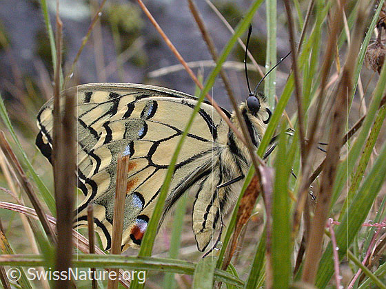 Foto: Schwalbenschwanz, in Gras sitzend, Flügel leicht geöffnet, Seitenansicht Aufnahme enstand bei leichtem Regen.
Lat.: Papilio machaon