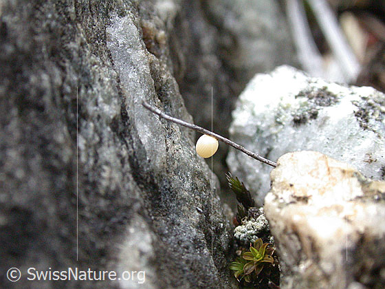 Foto: Schmetterlingsei an Holzästchen