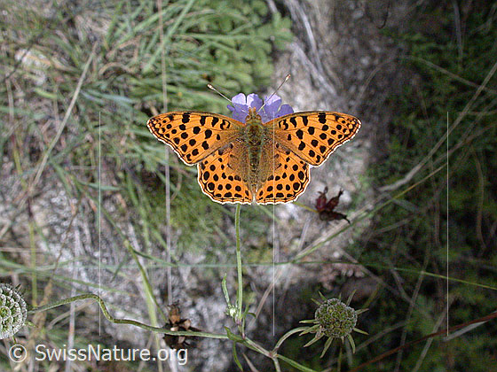 Kleiner Perlmuttfalter (Issoria lathonia)