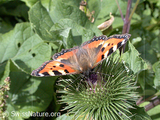 Foto: Kleiner Fuchs (Aglais urticae) auf Grosser Klette (Arctium lappa). Auf Blüte sitzend. Flügel geöffnet. Ansicht von vorne/oben.