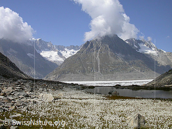 Foto: Märjelesee, Aletschgletscher und Olmenhorn von E. Im Vordergrund ein Blumenmeer mit aus Wollgras.