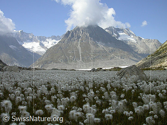Foto: Wollgras, Aletschgletscher und Olmenhorn von E. Im Vordergrund eine Wiese mit Wollgras.