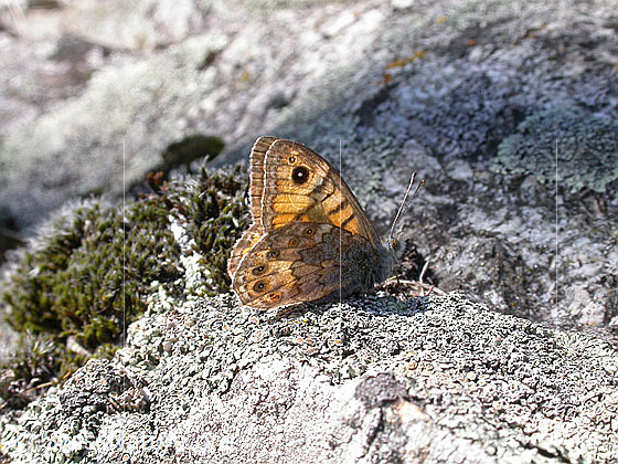 Foto: Mauerfuchs (Lasiommata megera). Auf Fels sitzend. Flügel geschlossen.