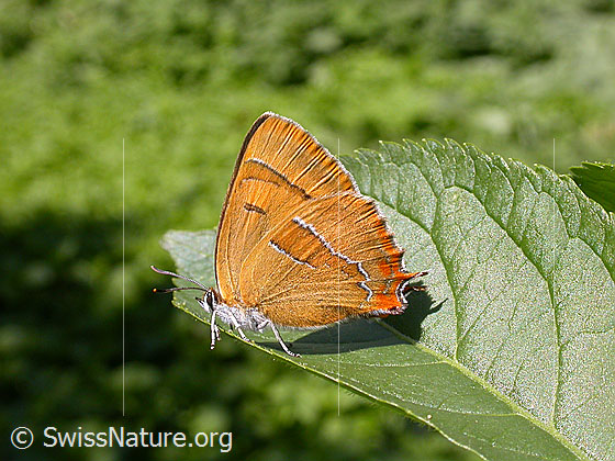 Birken-Zipfelfalter (Thecla betulae)