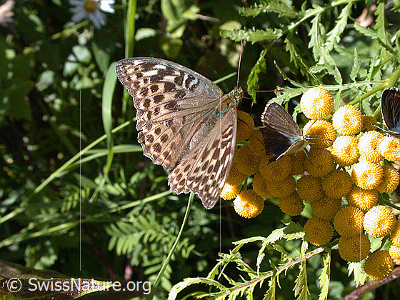 Foto: Kaisermantel valesina (Argynnis paphia f. valesina). Auf Blüte sitzend, Flügel geöffnet.
Lat.: Argynnis paphia f. valesina
Familie: Nymphalidae (Edelfalter)
Unterfamilie: Heliconiinae (Passionsblumenfalter)
Gattung: Argynnis