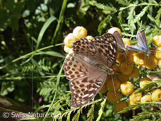 Foto: Kaisermantel valesina (Argynnis paphia f. valesina). Auf Blüte sitzend. Flügel geöffnet.
Lat.: Argynnis paphia f. valesina
Familie: Nymphalidae (Edelfalter)
Unterfamilie: Heliconiinae (Passionsblumenfalter)
Gattung: Argynnis