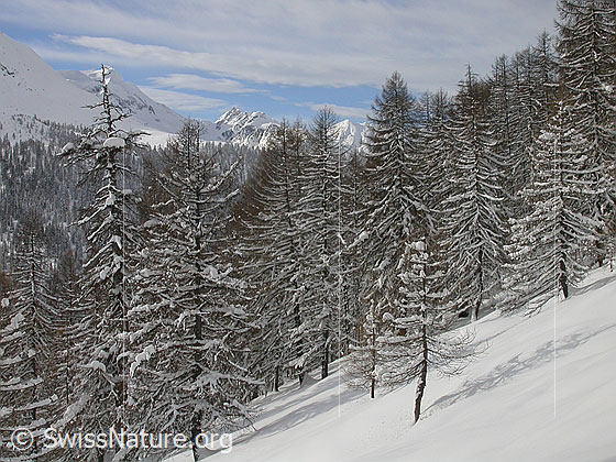 Foto: Frisch verschneiter Lärchenwald. Im Hintergrund: Hillehorn, Rothorn und Oberblatthorn.