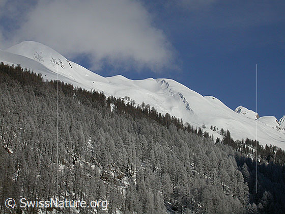 Foto: Leicht verschneiter Lärchenwald oberhalb Imfeld. Im Hintergrund Gandhorn und Holzerspitz.