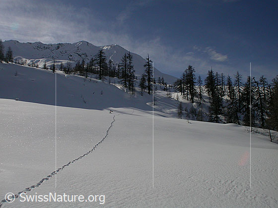 Foto: Unberührte Landschaft bei Dri Stafle. Eine Fuchsspur führt in das Bild hinein.