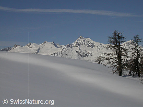 Foto: Aletschhorn von NW (Hockbode). Im Vordergrund eine unberührte Landschaft mit Lärchen.