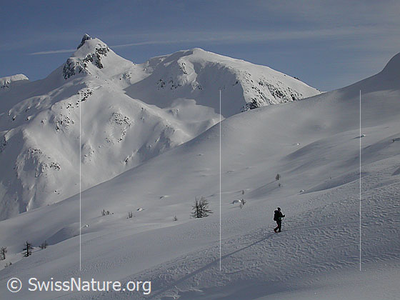 Foto: Skitourenfahrerin im Aufstieg in unberührter Landschaft oberhalb Hockboden. Im Hintergrund Schinhorn.
