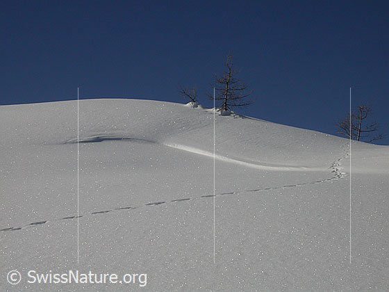 Foto: Junge Lärchen, kleine Schneeverwehung und Tierspur.
