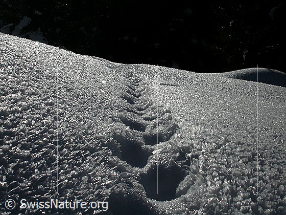 Foto: Fuchsspur durch Schnee mit starker Rauhreif-Oberfläche. Gegenlichaufnahme.