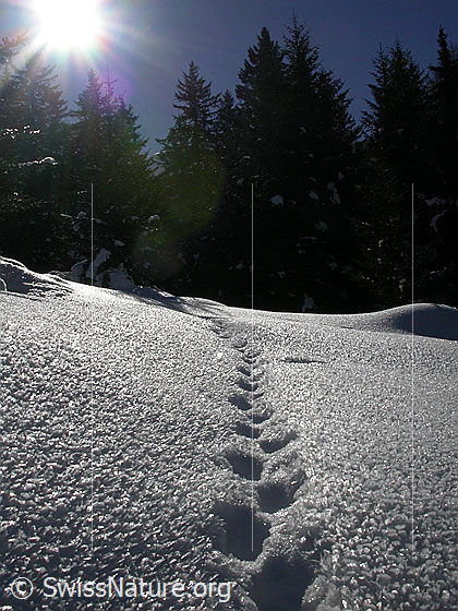 Foto: Fuchsspur durch Schnee mit starker Rauhreif-Oberfläche. Im Hintergrund: Tannenwald. Gegenlichaufnahme.