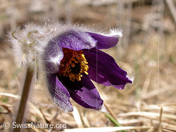 Berg-Anemone (Pulsatilla montana)
