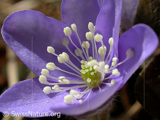 Foto: Leberblümchen mit Blüte in blaulila, Nahaufnahme 
Lat.: Hepatica nobilis 
Familie: Hahnenfussgewächse