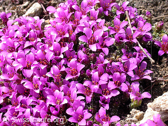 Foto: Gegenblättriger Steinbrech. Ausschnitt aus Polster. 
Lat.: Saxifraga oppositifolia 
Familie: Saxifragaceae (Steinbrechgewächse)