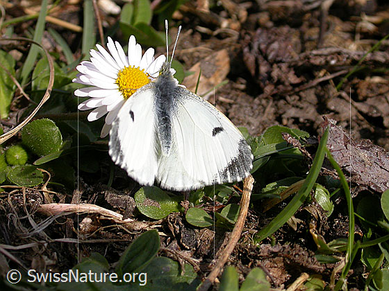 Photo: Anthocharis cardamines on Bellis perennis. Female. Wings open. View from above.