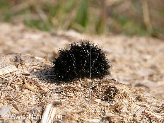 Foto: Raupe, ev. eines Perlmutterfalters
