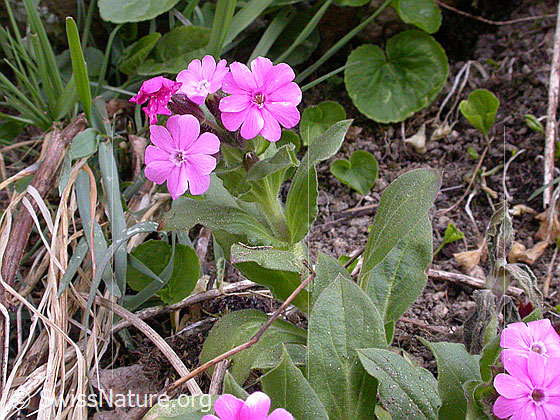 Foto: Rote Waldnelke (Silene dioica)
Lat.: Silene dioica
Familie: Caryophyllaceae (Nelkengewächse)
Gattung: Silene (Leimkräuter)