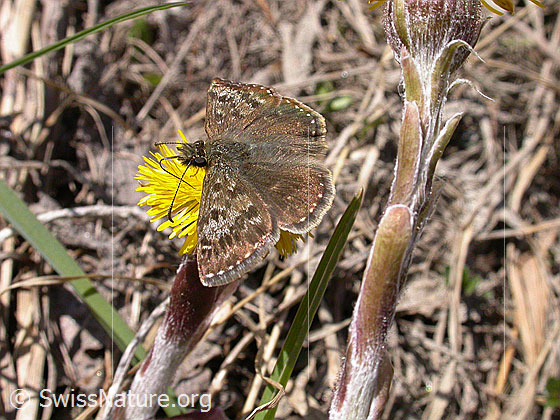 Foto: Dunkler Dickkopffalter auf gelber Blüte (Huflattich)
Lat.: Erynnis tages
Familie: Hesperiidae (Dickkopffalter)