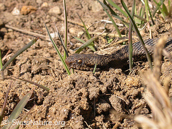Foto: Aspisviper (Vipera aspis). Aufnahme des Kopfes.
Lat.: Vipera aspis
Familie: Viperidae (Vipern)
Unterfamilie: Viperinae (Echte Vipern)
Gattung: Vipera (Echte Ottern)
