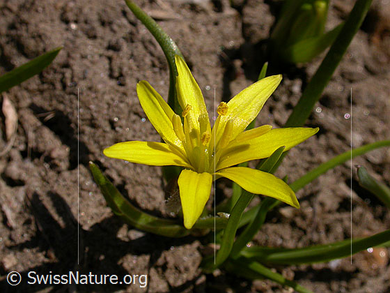 Photo: Gagea fragifera. Blossom.
Lat.: Gagea fragifera
Family: Liliaceae
Genus: Gagea