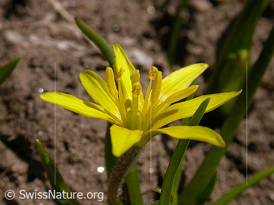 Photo: Gagea fragifera. Blossom.
Lat.: Gagea fragifera
Family: Liliaceae
Genus: Gagea