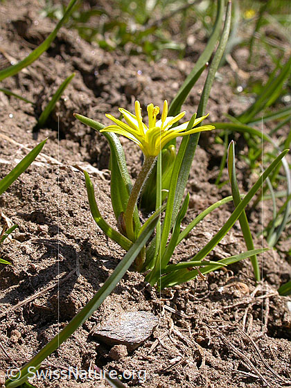 Photo: Gagea fragifera. Whole plant (habiti)
Lat.: Gagea fragifera
Family: Liliaceae
Genus: Gagea