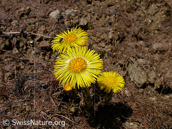 Foto: Huflattich 
Lat.: Tussilago farfara
Familie: Asteraceae (Kobblütler)