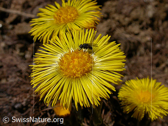 Foto: Huflattich, Blüte 
Lat.: Tussilago farfara
Familie: Asteraceae (Kobblütler)