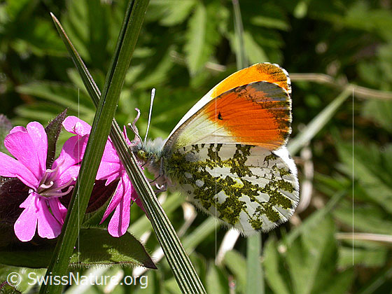 Foto: Aurorafalter (Anthocharis cardamines) an Roter Waldnelke (Silene dioica). Männchen. Flügel geschlossen. Ansicht von der Seite.