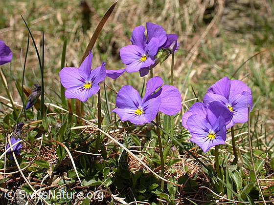 Foto: Langspornige Stiefmütterchen 
Lat.: Viola calcarate 
Familie: Violacea