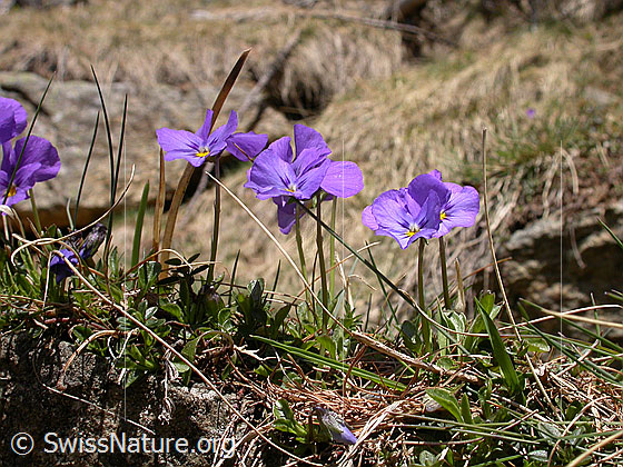 Foto: Langspornige Stiefmütterchen 
Lat.: Viola calcarate 
Familie: Violacea