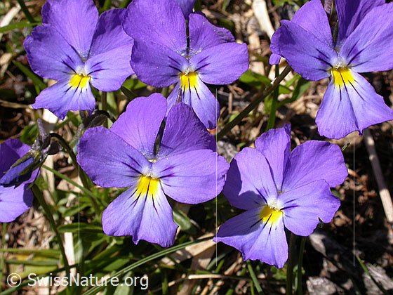 Foto: Langspornige Stiefmütterchen, 5 Blüten 
Lat.: Viola calcarate
Familie: Violacea