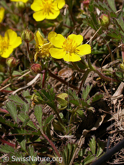 Foto: Frühlings-Fingerkraut 
Lat.: Potentilla neumanniana 
Familie: Rosaceae (Rosengewächse)