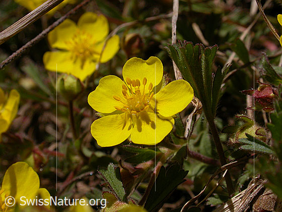 Foto: Frühlings-Fingerkraut, Blüte 
Lat.: Potentilla neumanniana 
Familie: Rosaceae (Rosengewächse)