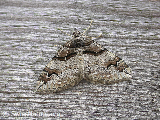 Photo: Pareulype berberata. Wings open. View from above.
