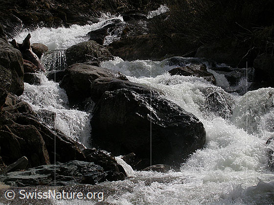 Foto: Mässerbach während Schneeschmelze.