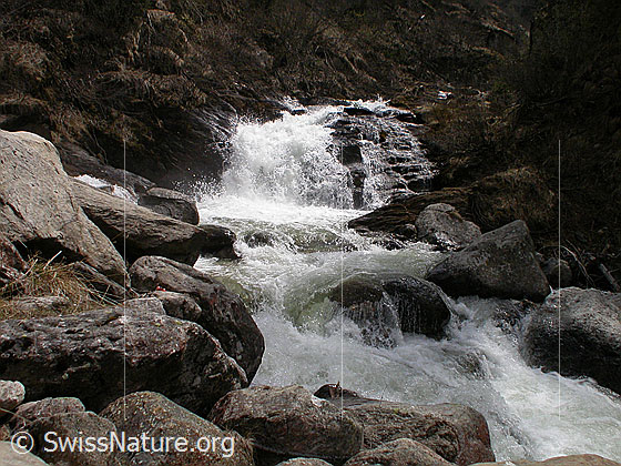 Foto: Mässerbach während Schneeschmelze.