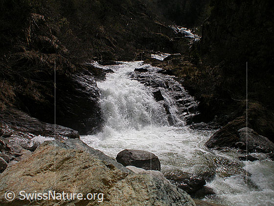 Foto: Mässerbach während Schneeschmelze.