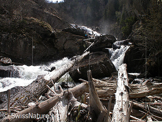 Foto: Mässerbach mit Treibholz während Schneeschmelze.