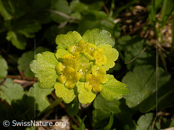 Wechselblättriges Milzkraut (Chrysosplenium alternifolium)